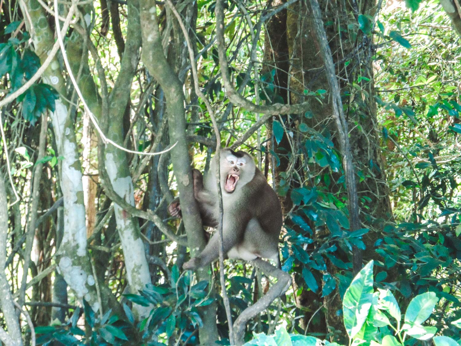 Affe im Khao Yai Nationalpark