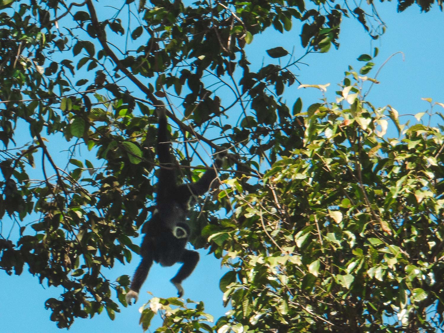 Gibbon mit Baby im Khao Yai Nationalpark
