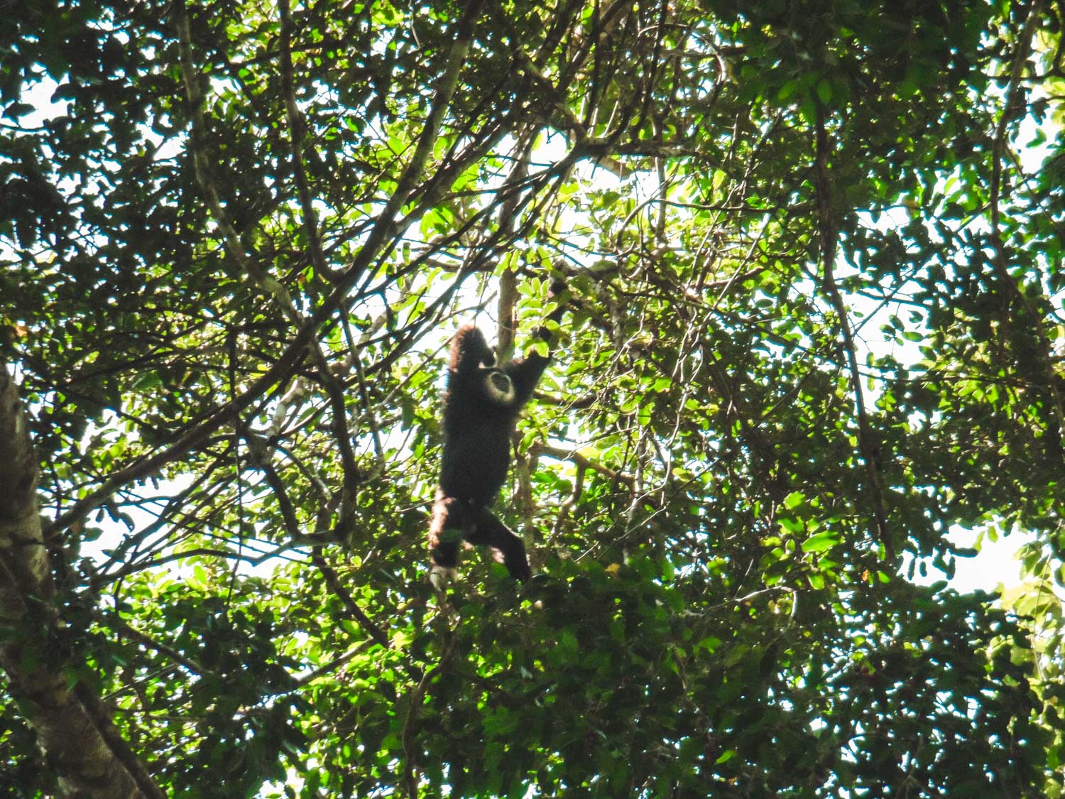Gibbon in Khao Yai National park