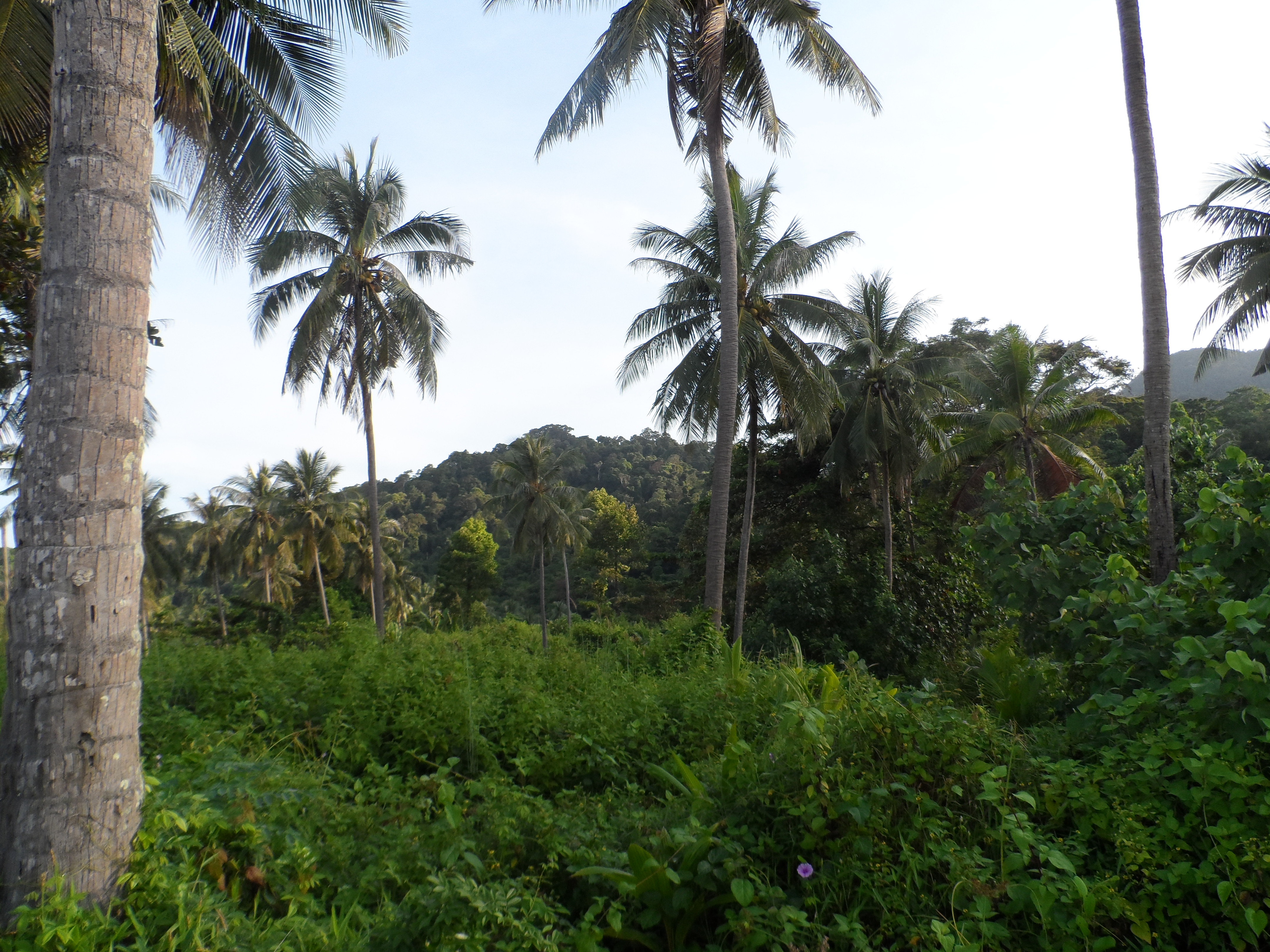 Dschungel auf Koh Chang in Thailand