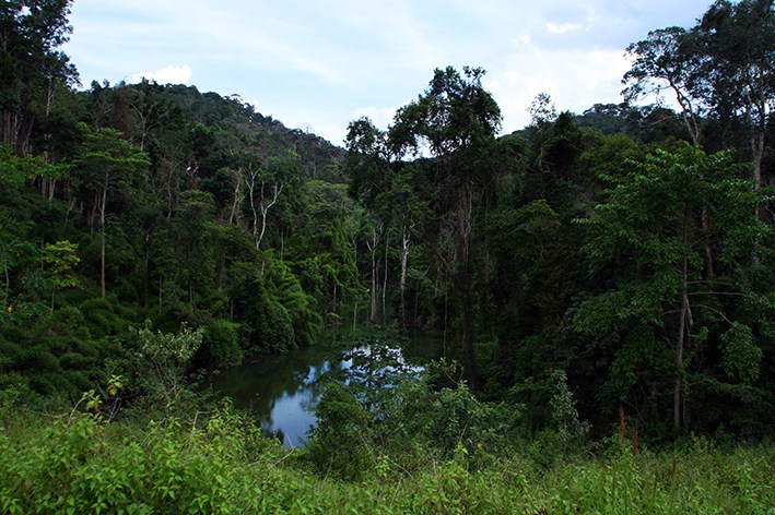 Wald bei Thakhek, Zentrallaos