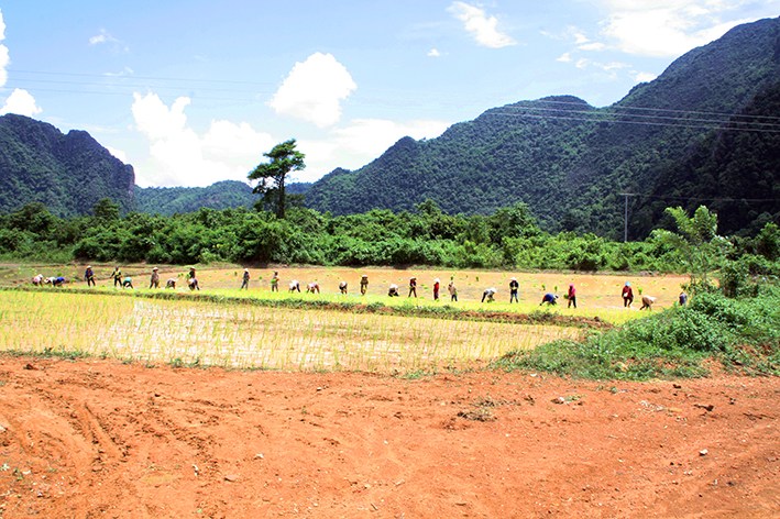 Reisbauern auf dem Feld in LAos