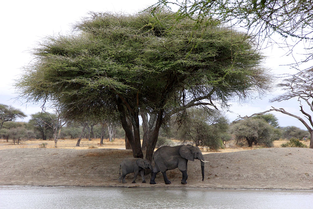 Tarangiri Nationalpark Elefanten