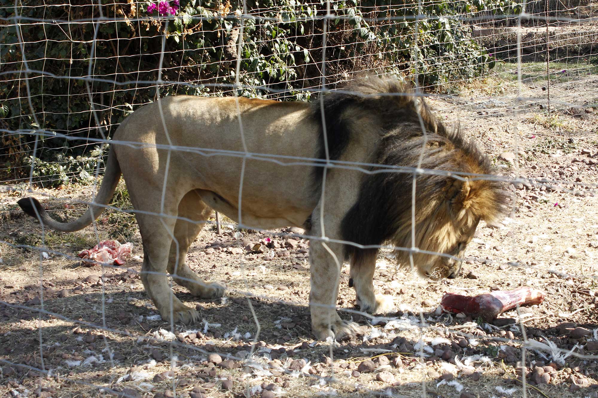 Männlicher Löwe mit Fleisch hinter Zaun 