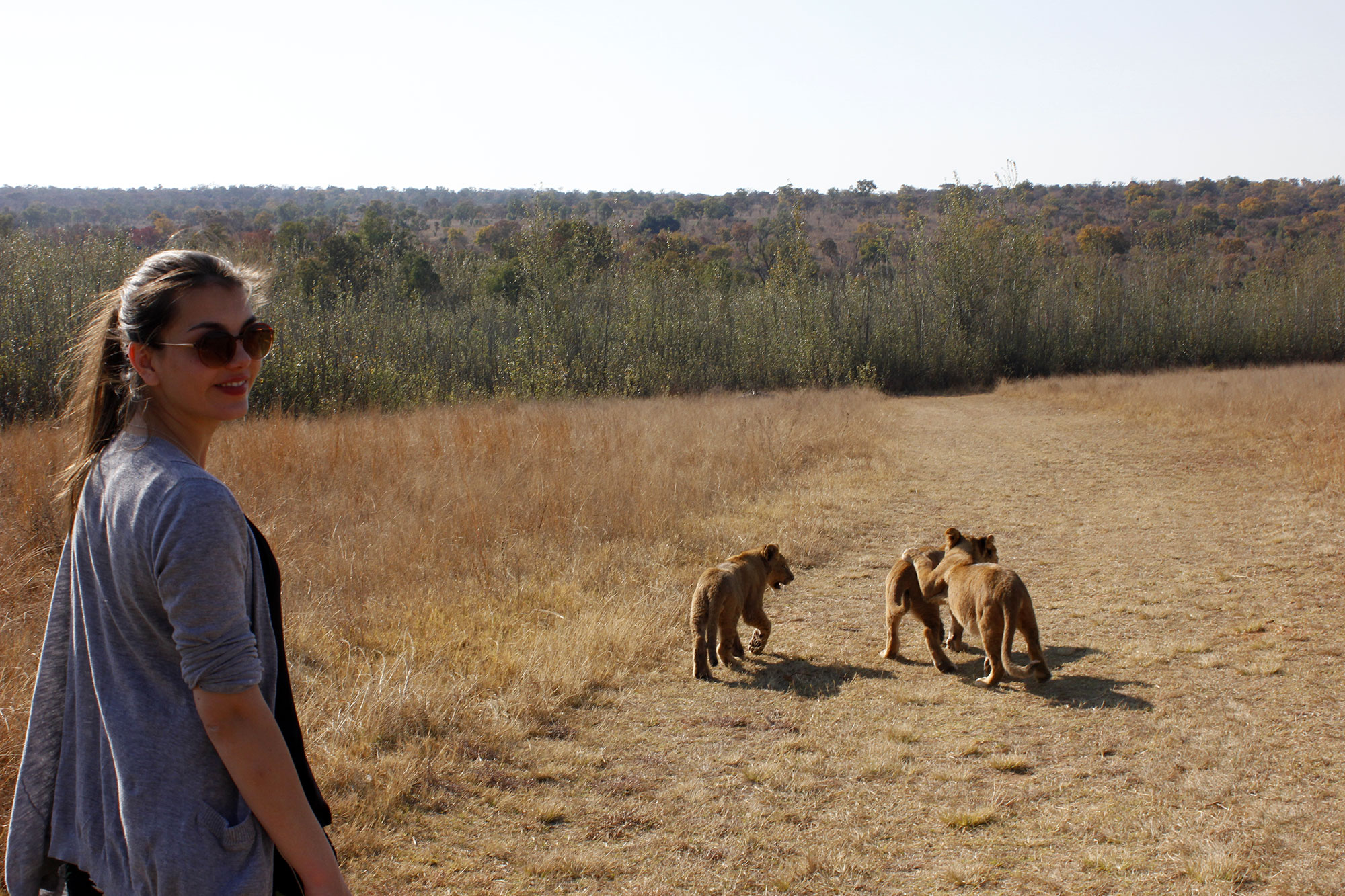 Dorie läuft mit drei jungen Löwen
