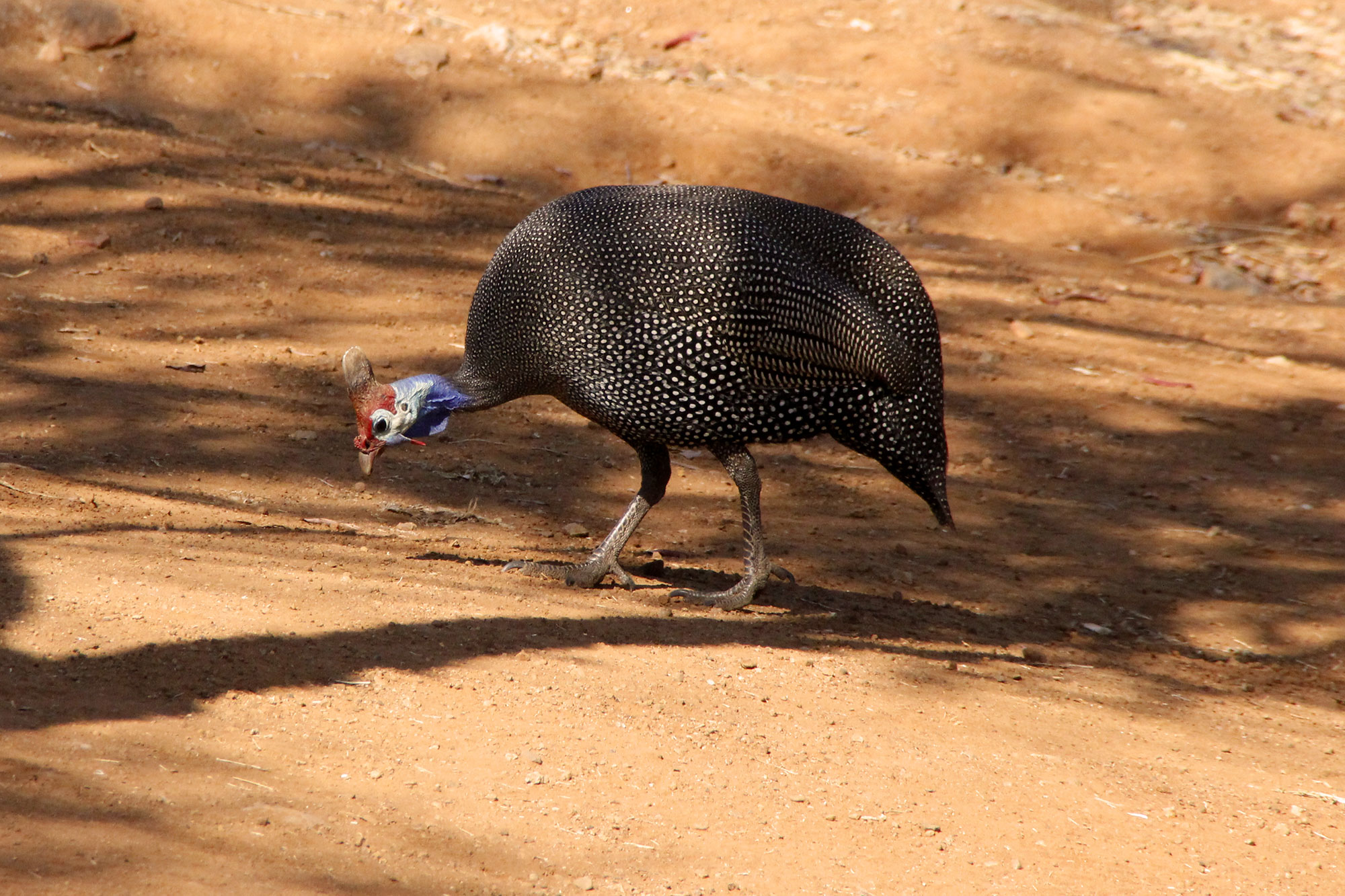 guinea-fowl in Pilanesberg