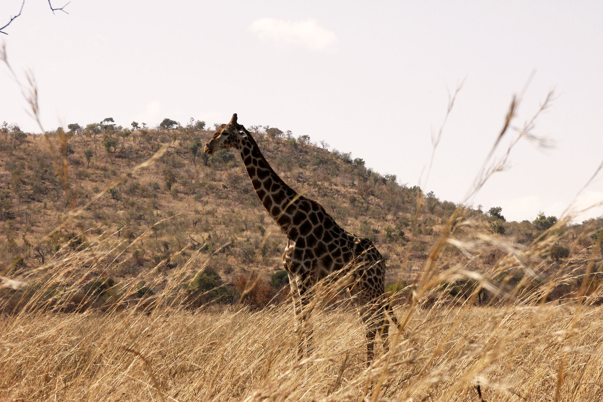 Giraffe in brown landscape in Pilanesberg