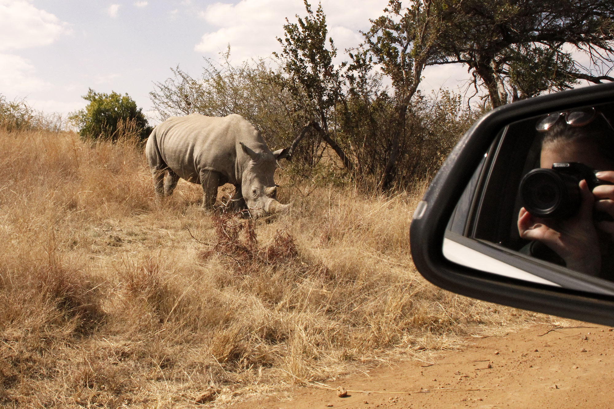 A Rhino in the landscape and dorie reflects in the mirror of the car