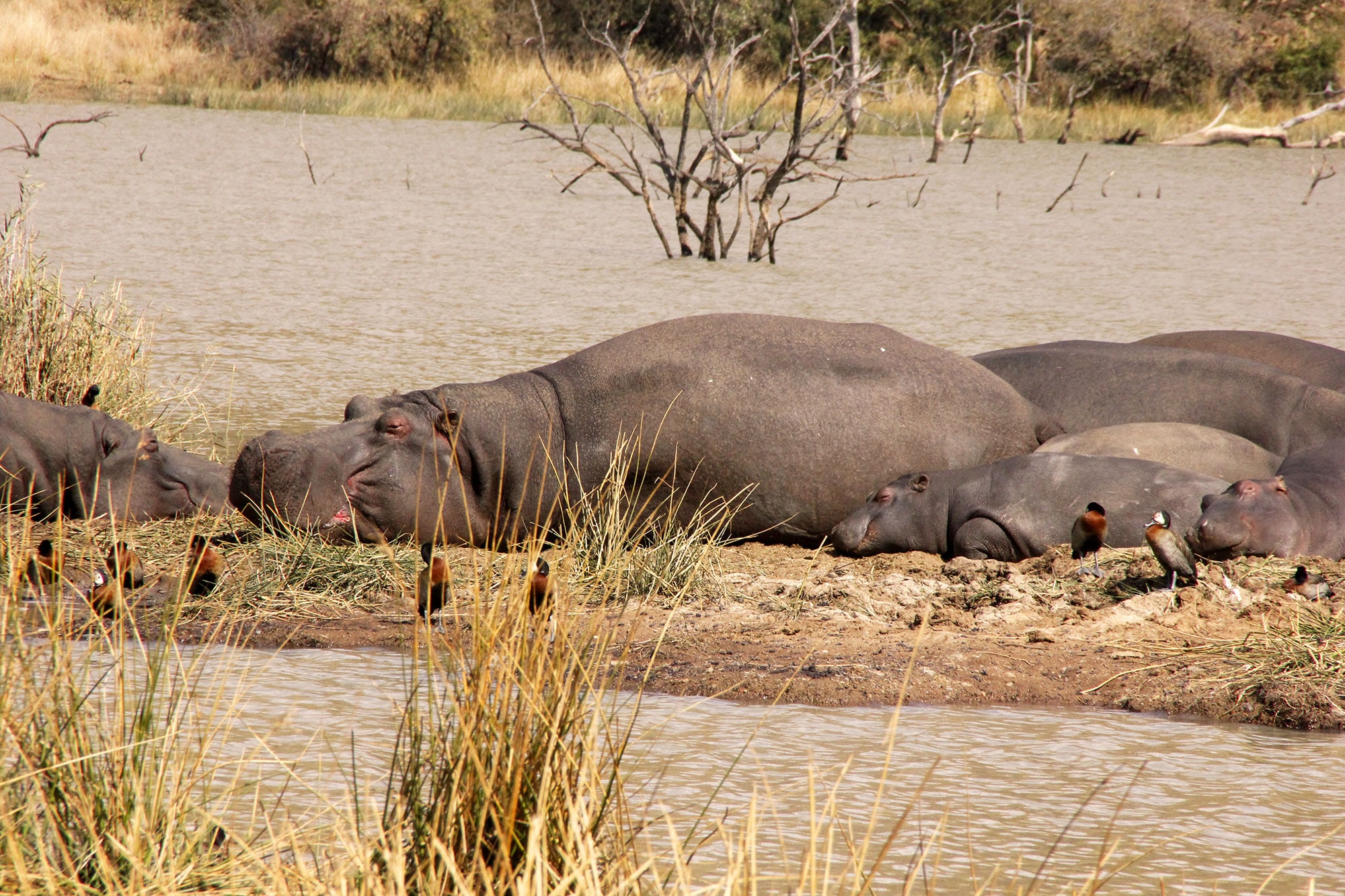 A hippo Family is relaxing on the riverside