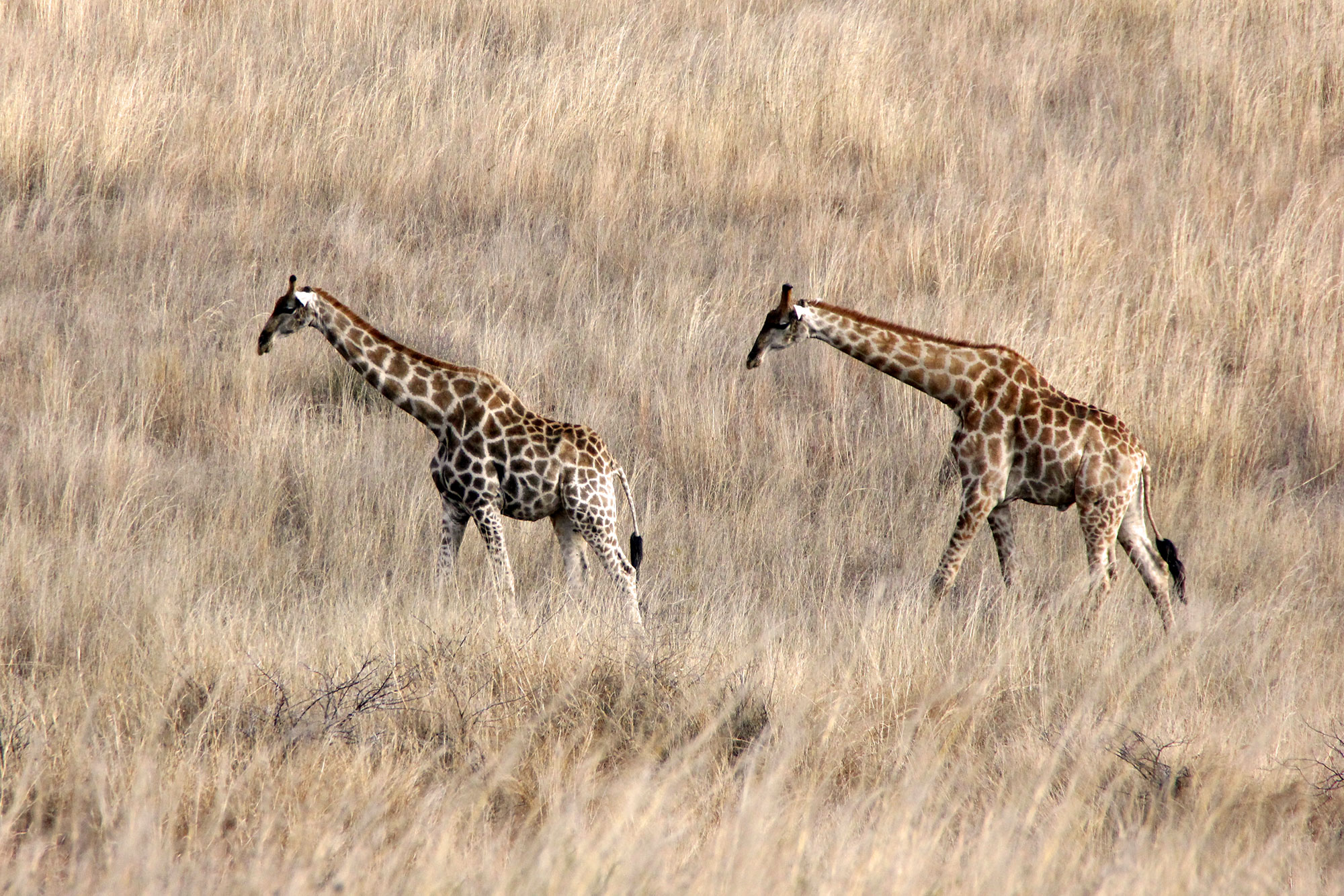 Two giraffes are walking through high brown gras
