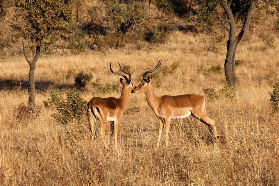 Zwei Impalas stehen sich in Pilanesberg gegenüber