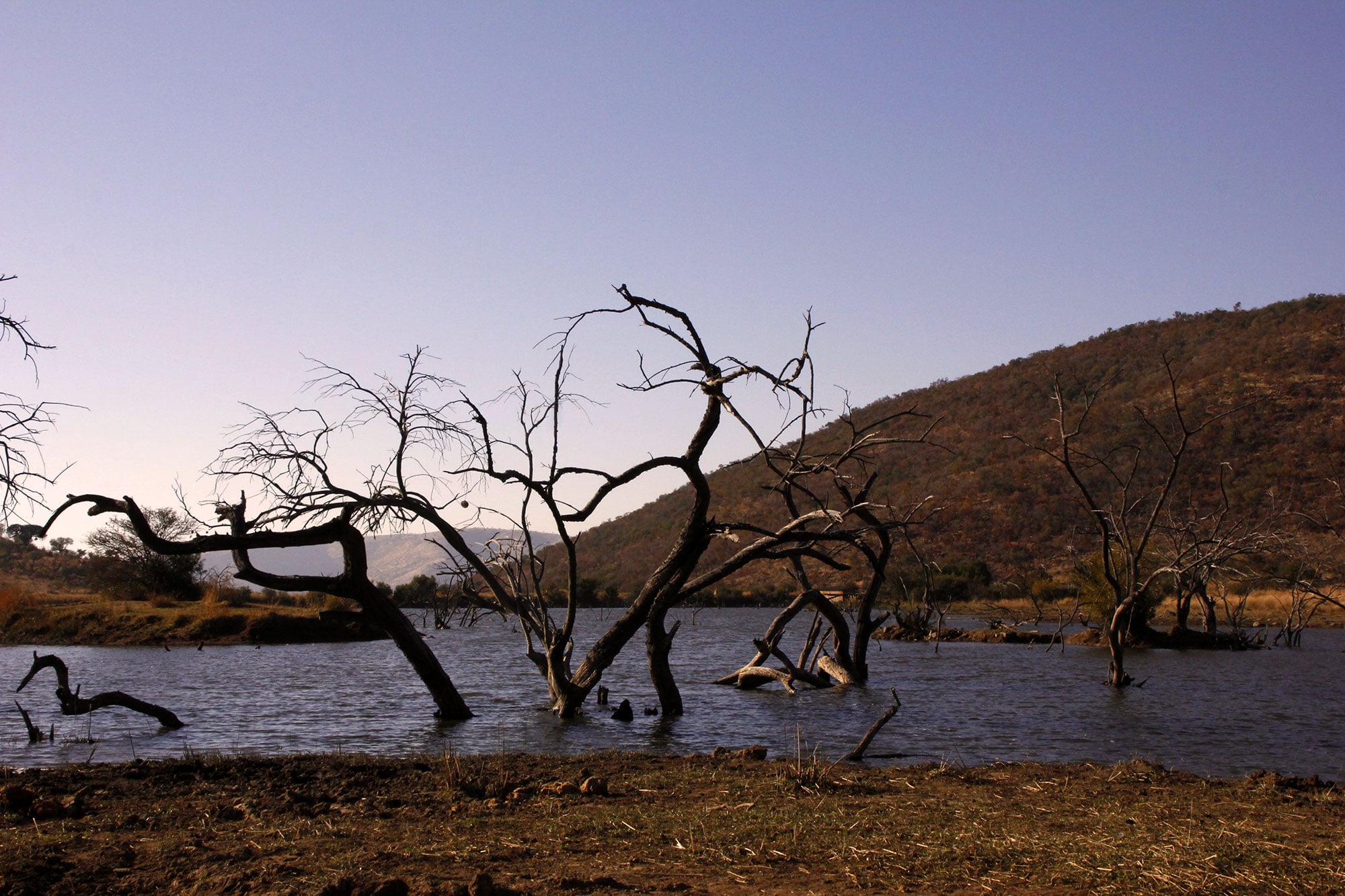 See mit abgestorbenen Bäumen in Pilanesberg