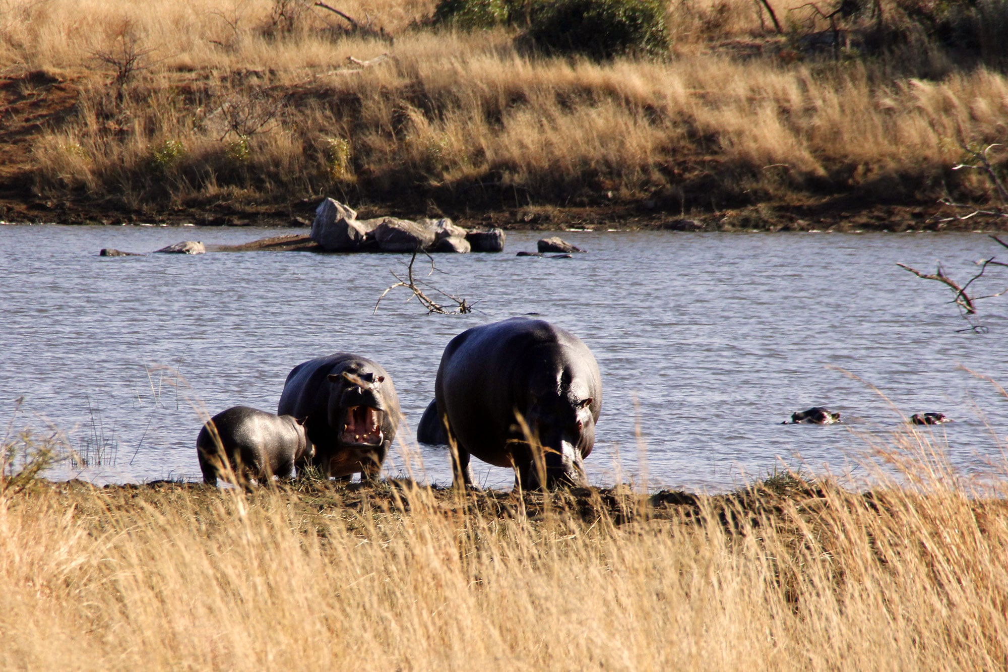 Zwei Nilpferde mit Baby am Ufer 