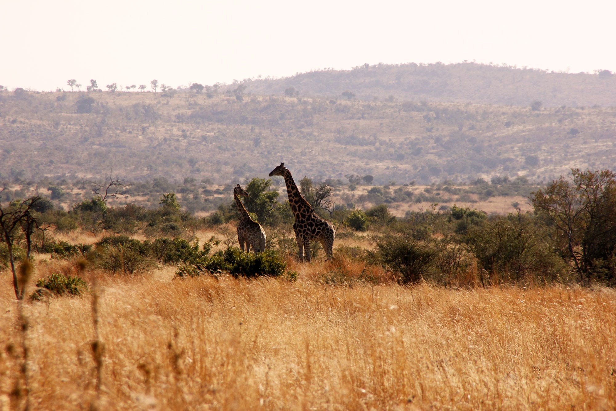 Zwei Giraffen in hügeliger Graslandschaft in Pilanesberg