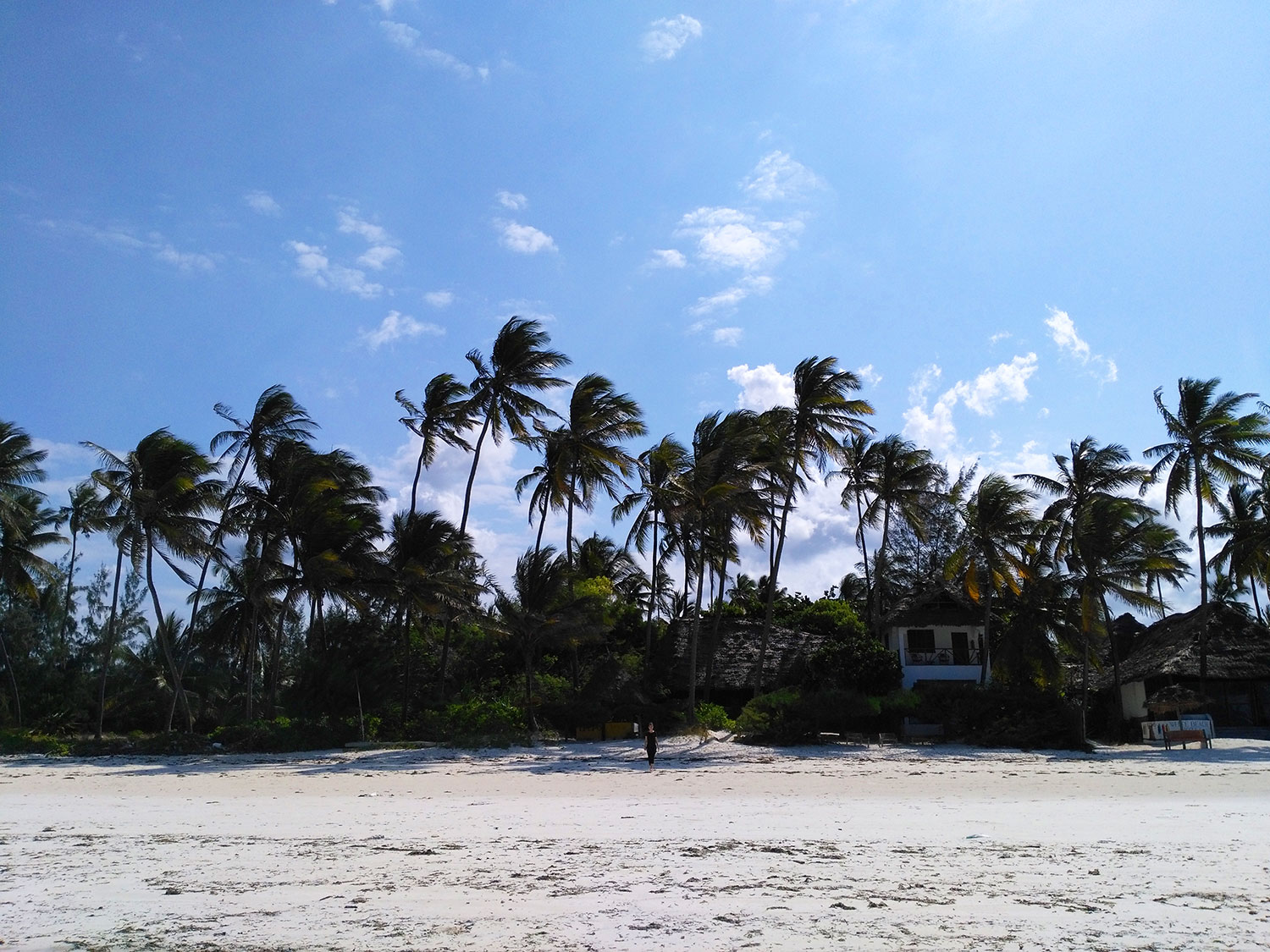 Weißer Strand und Palmen bei Bwejuu auf Sansibar
