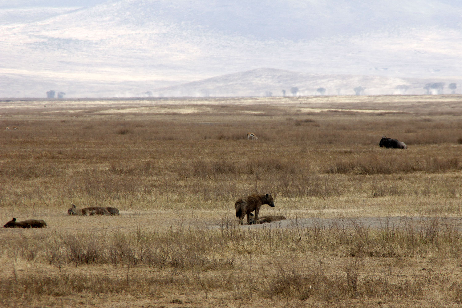 Hyänen im Ngorongoro Krater