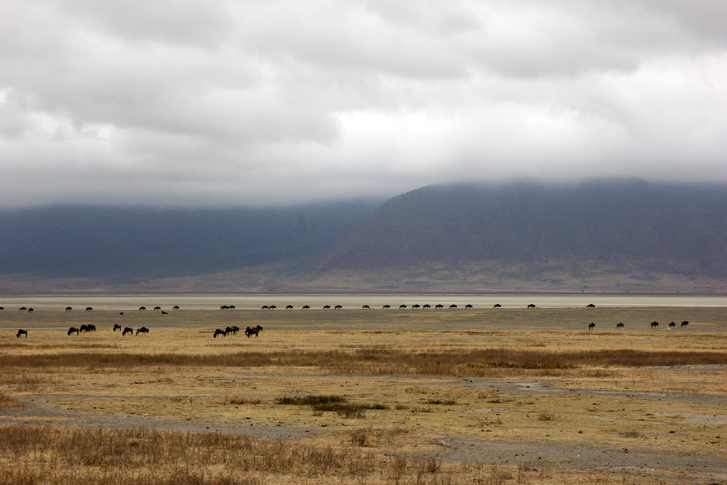 Gnus am Horizont des Ngorongoro Kraters