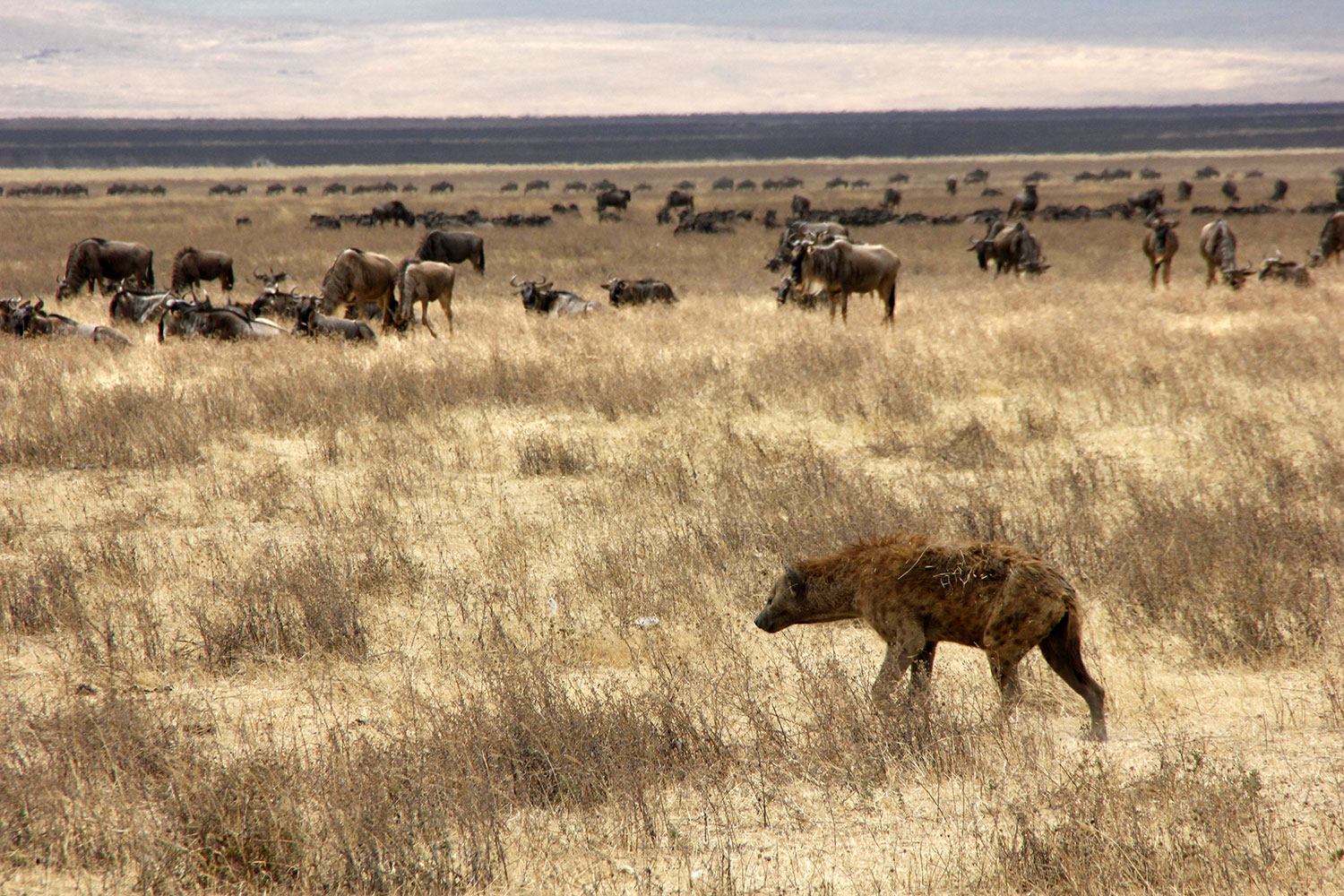 Hyäne läuft vor Gnus