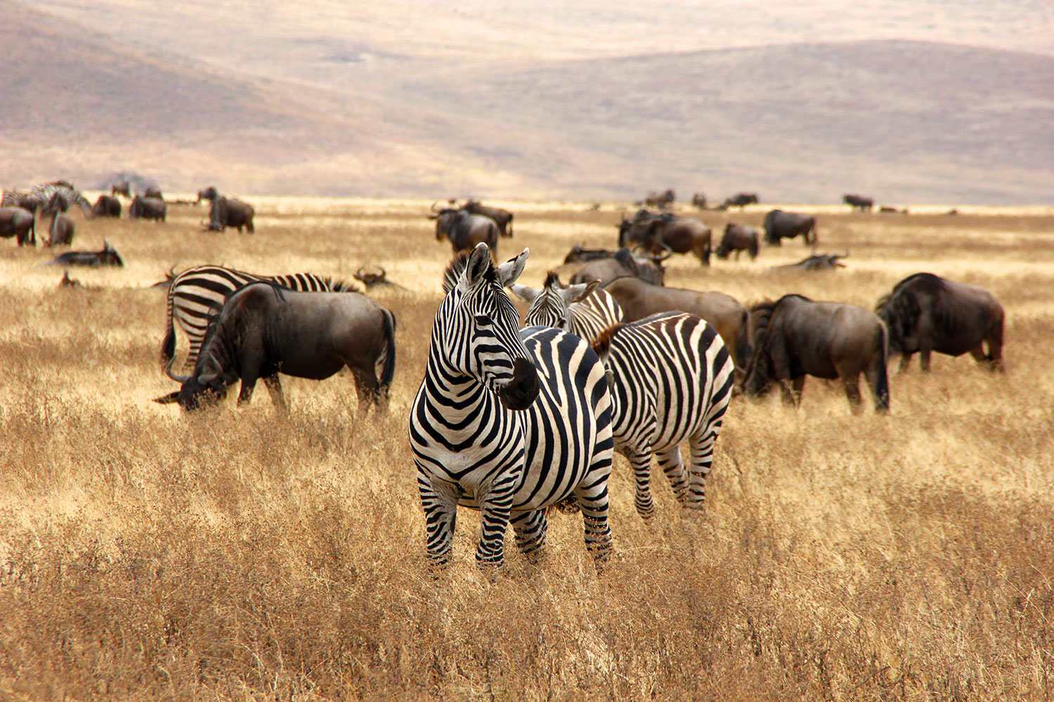 Zebras und Gnus in braunem Gras