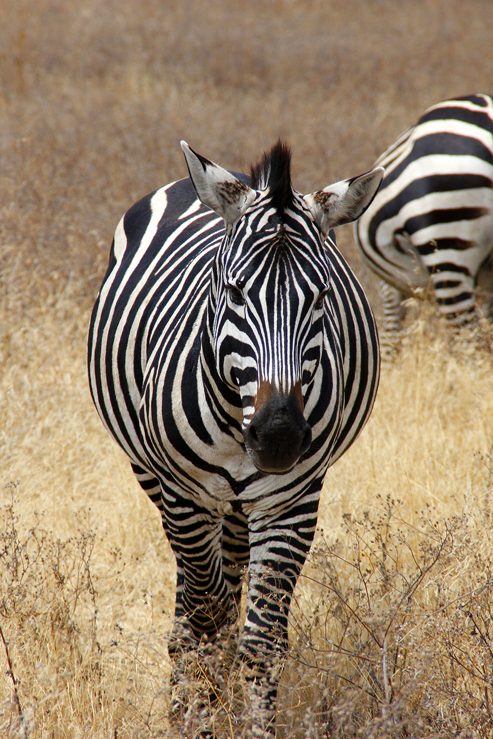 Zebra frontal 