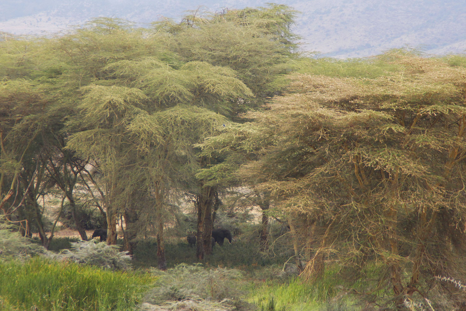 Elefanten im Wald im Ngorongoro Krater