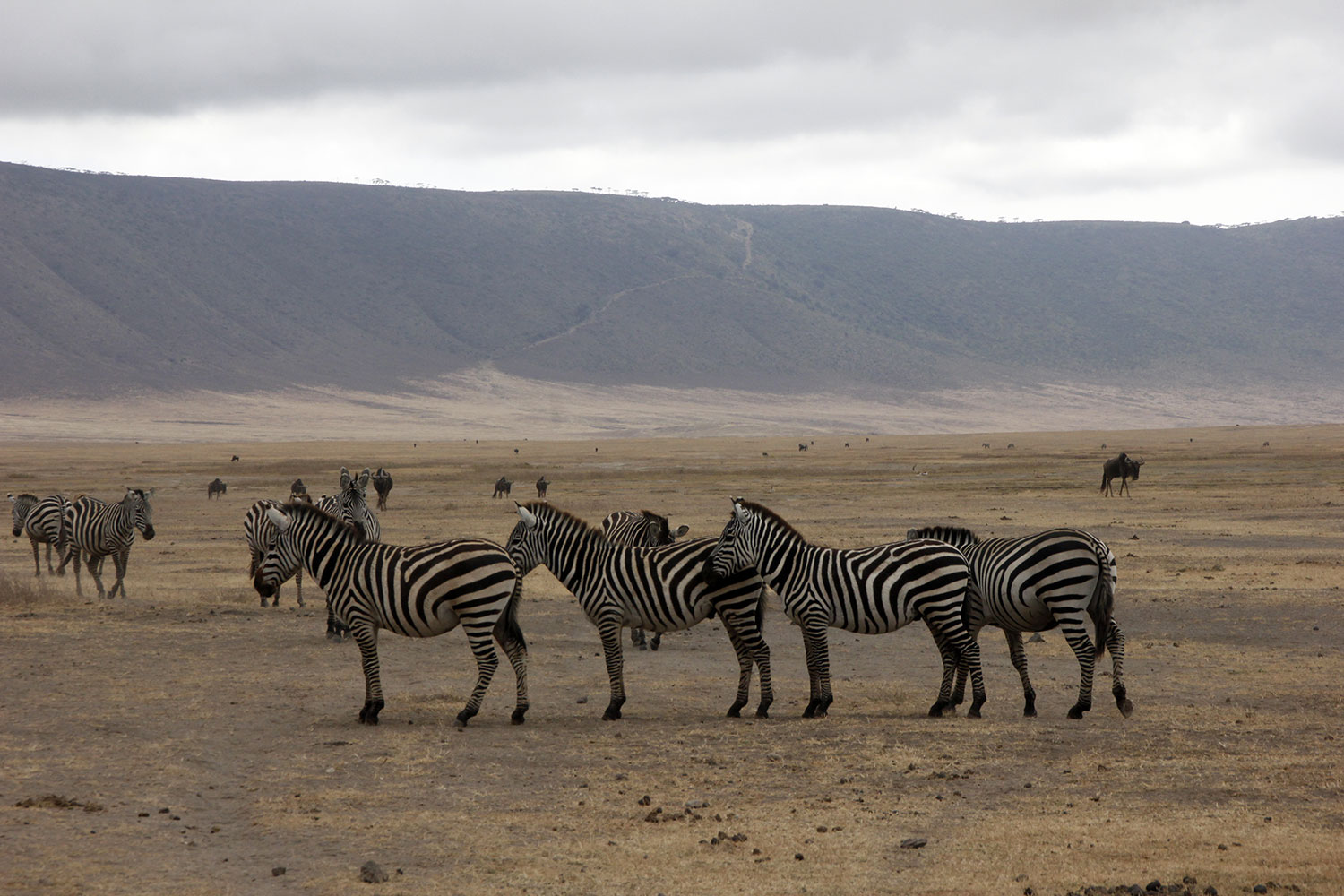 Zebras in einer Reihe