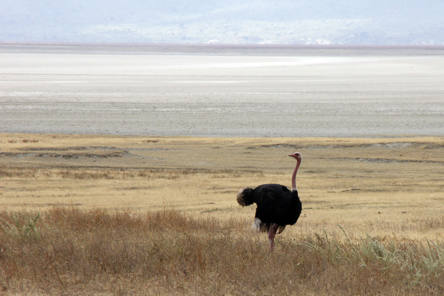 Strauß im braunen Gras des Ngorongoro Kraters