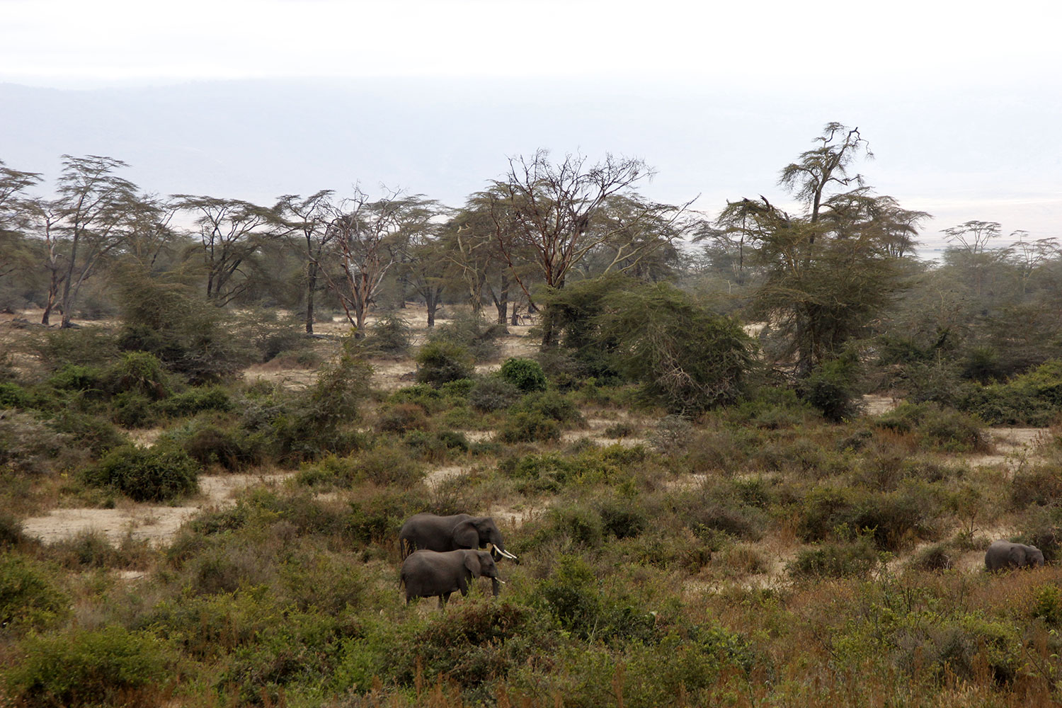 Drei Elefanten im Wald im Ngorongoro Krater