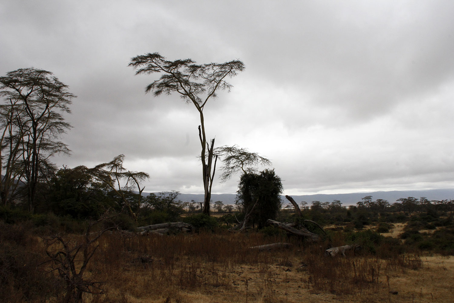 Baumgerippe im Ngorongoro Krater