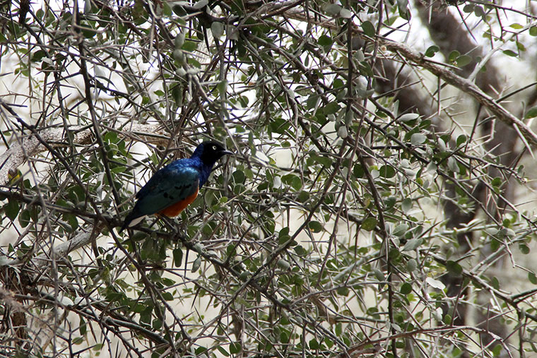 Blauer Vogel in dornigem Baum im Tarangire Nationalpark