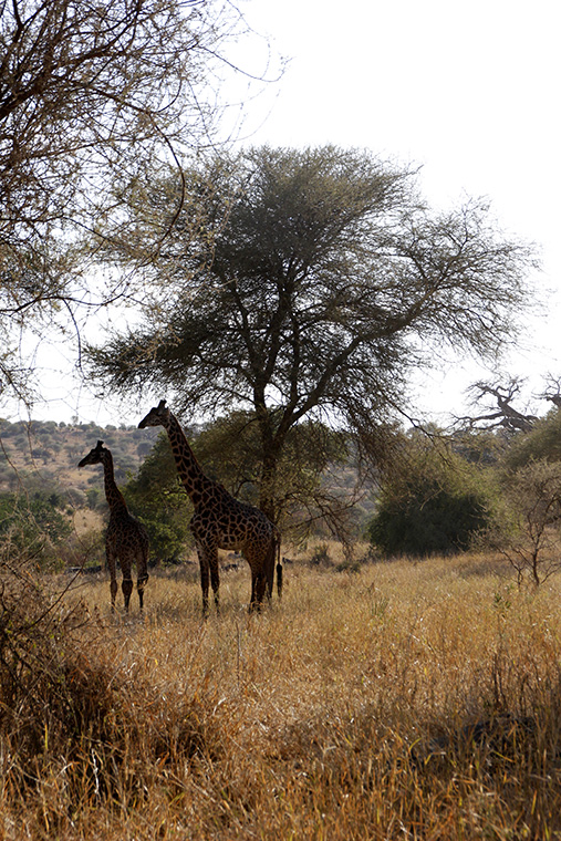 Zwei Giraffen in der Landschaft des Tarangire Nationalparks, Tansania