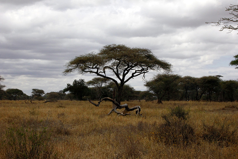 Akazie in braunen Gras im Tarangiree Nationalpark in Tansania