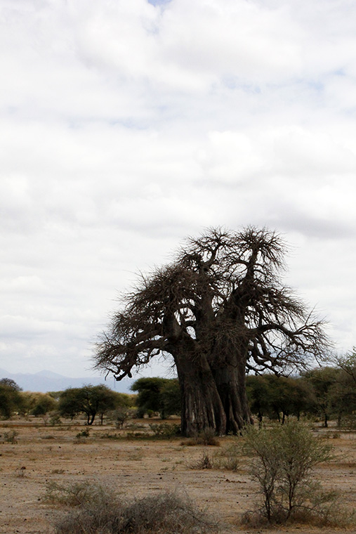 Baobab Baum in Savanne im Tarangire Nationalpark, Tansania