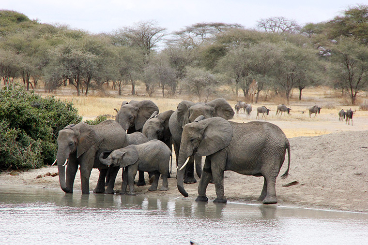 Elefantenherde an Wasserloch im Tarangire Nationalpark in Tansania
