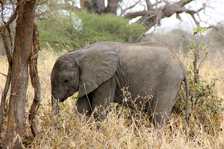 Elefantenbaby in hohem, braunen Gras im Tarangire Nationalpark, Tansania