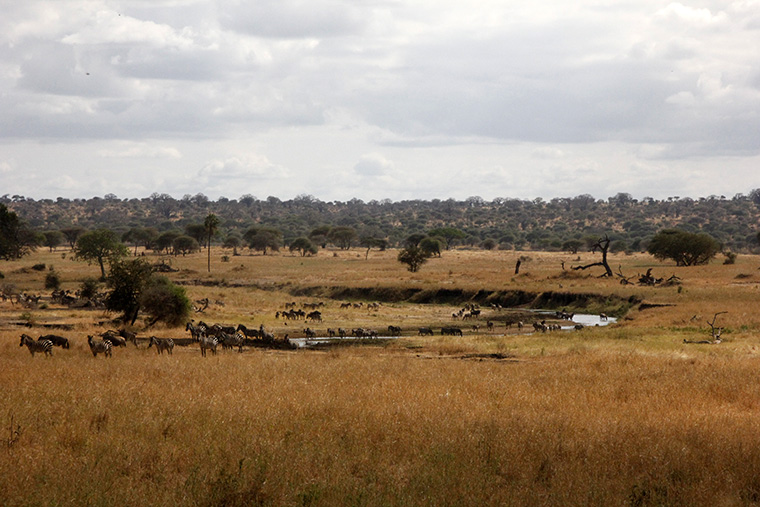 Braune Savanne mit Fluss und Tierherden im Tarangire Nationalpark, Tansania