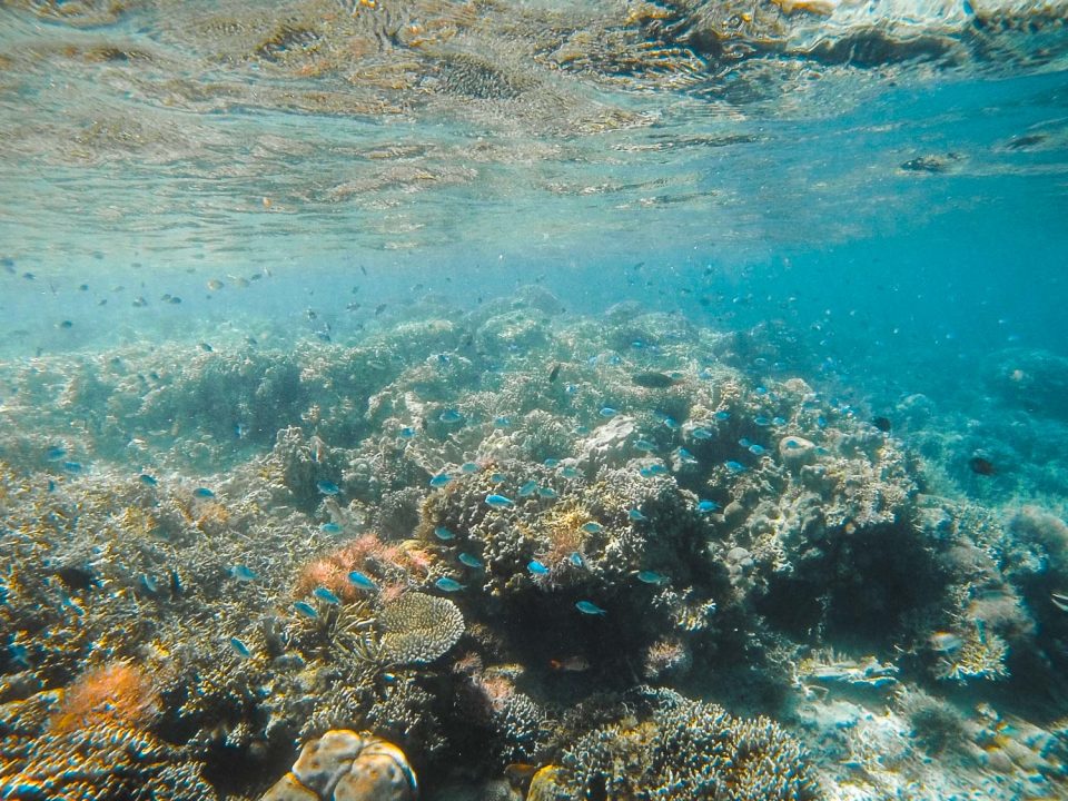 Tauchen im Komodo Nationalpark bei Flores