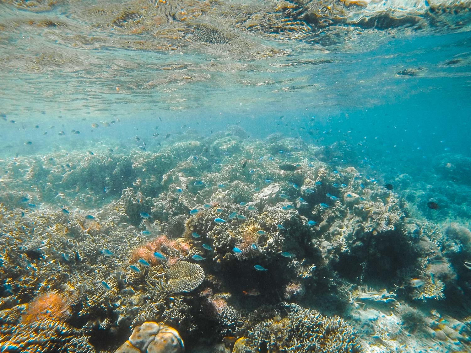 Snorkeling in Flores, indonesia