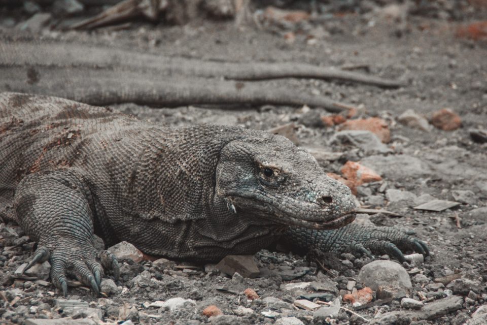 Komodo-Waran im Komodo Nationalpark Indonesien