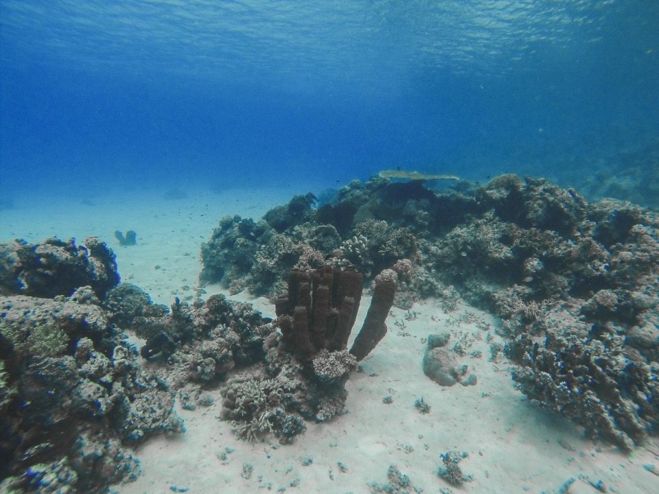 Unterwasserwelt auf den Togian Islands