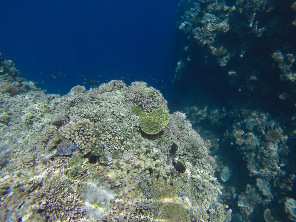 Snorkeling in the Togian Islands