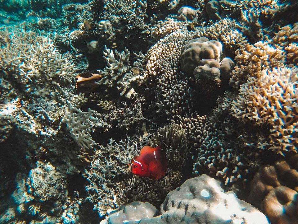 Unterwasserwelt der Togian Islands