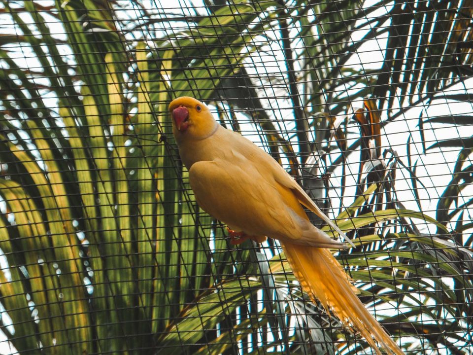 Kuala Lumpur Sehenswürdigkeiten: Birdpark