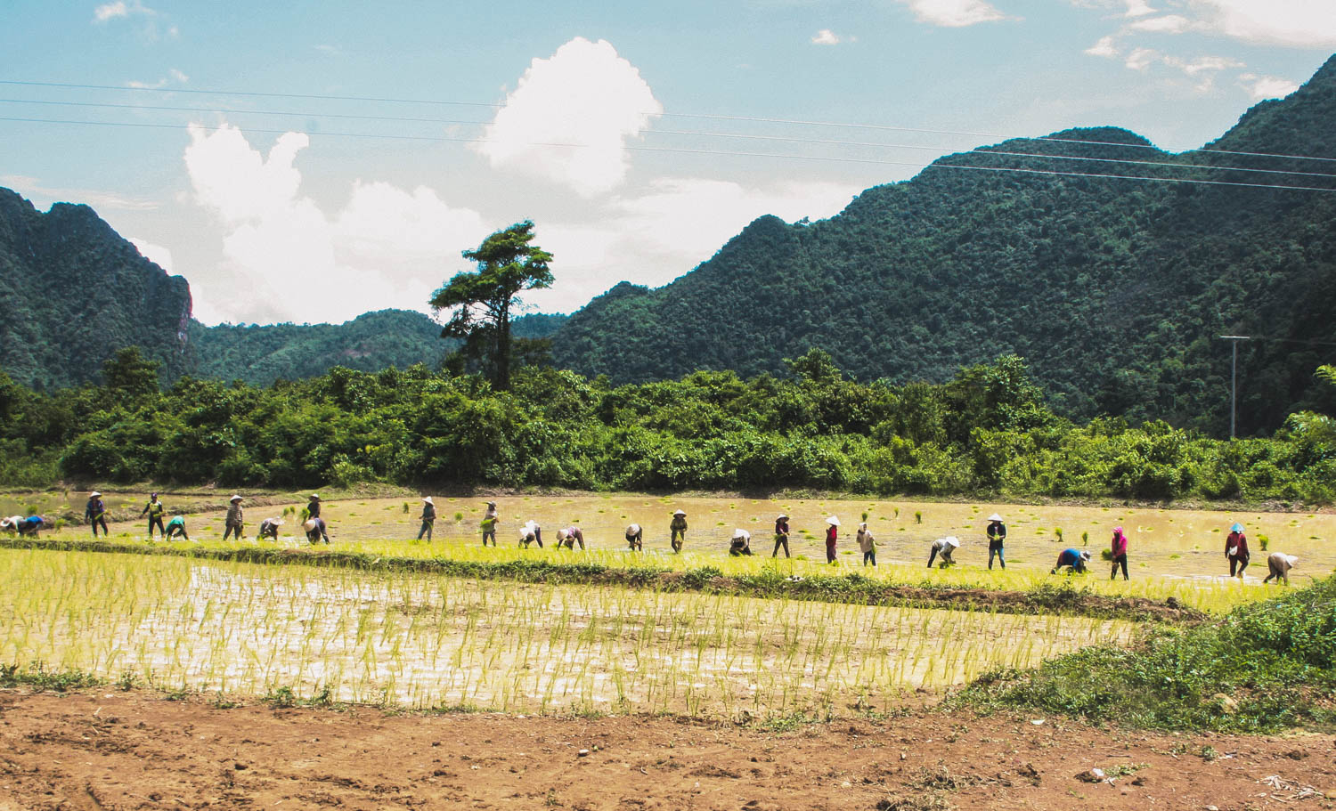 Mulberry-Farm bei Vang Vieng in Laos