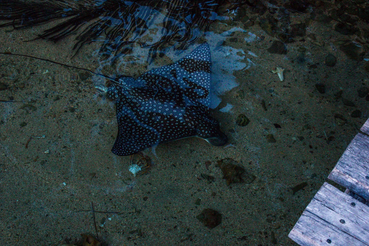Kleine Insel Tobacco Caye am Belize Barrier Reef