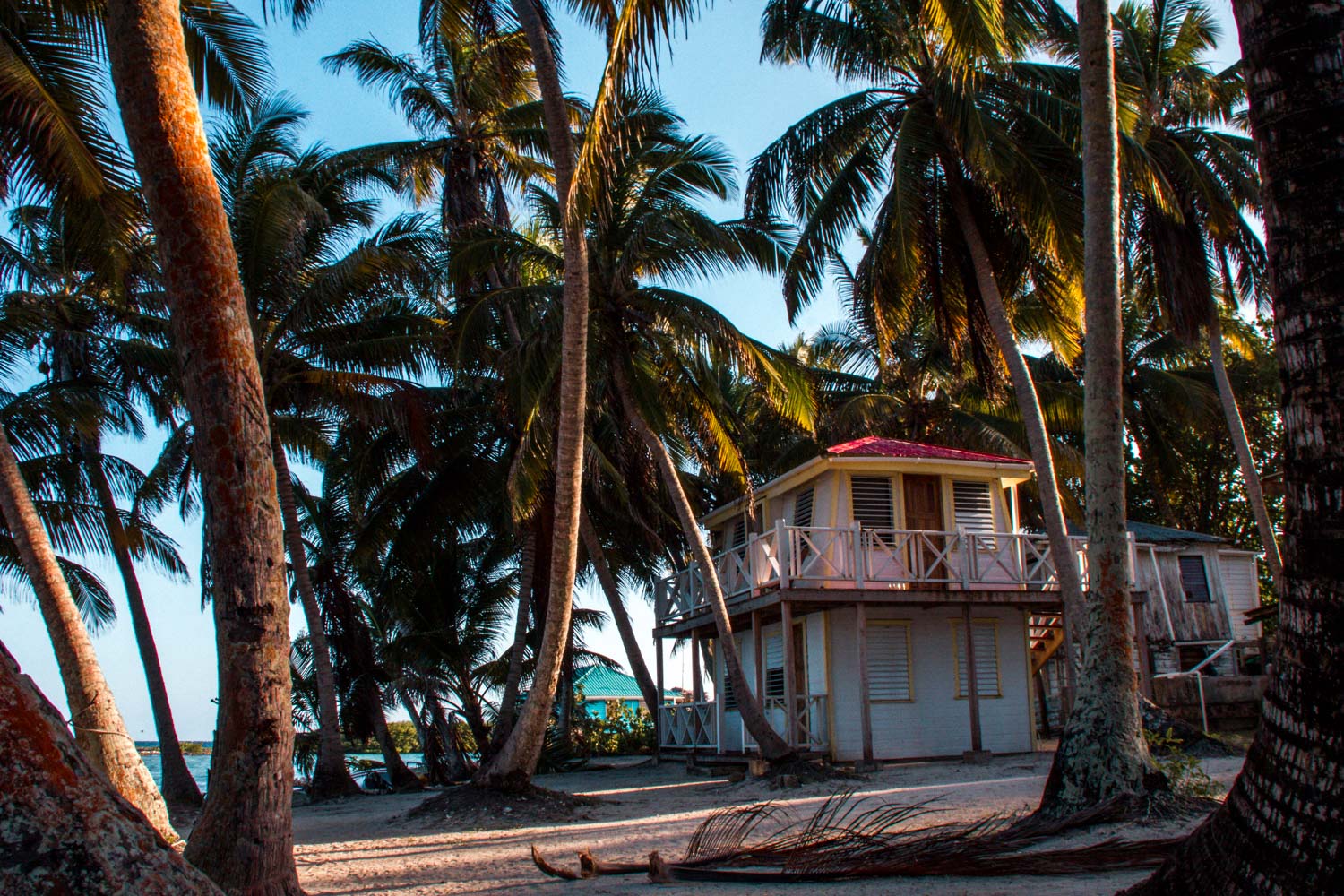 Unterkunft und Palmen auf Tobacco Caye