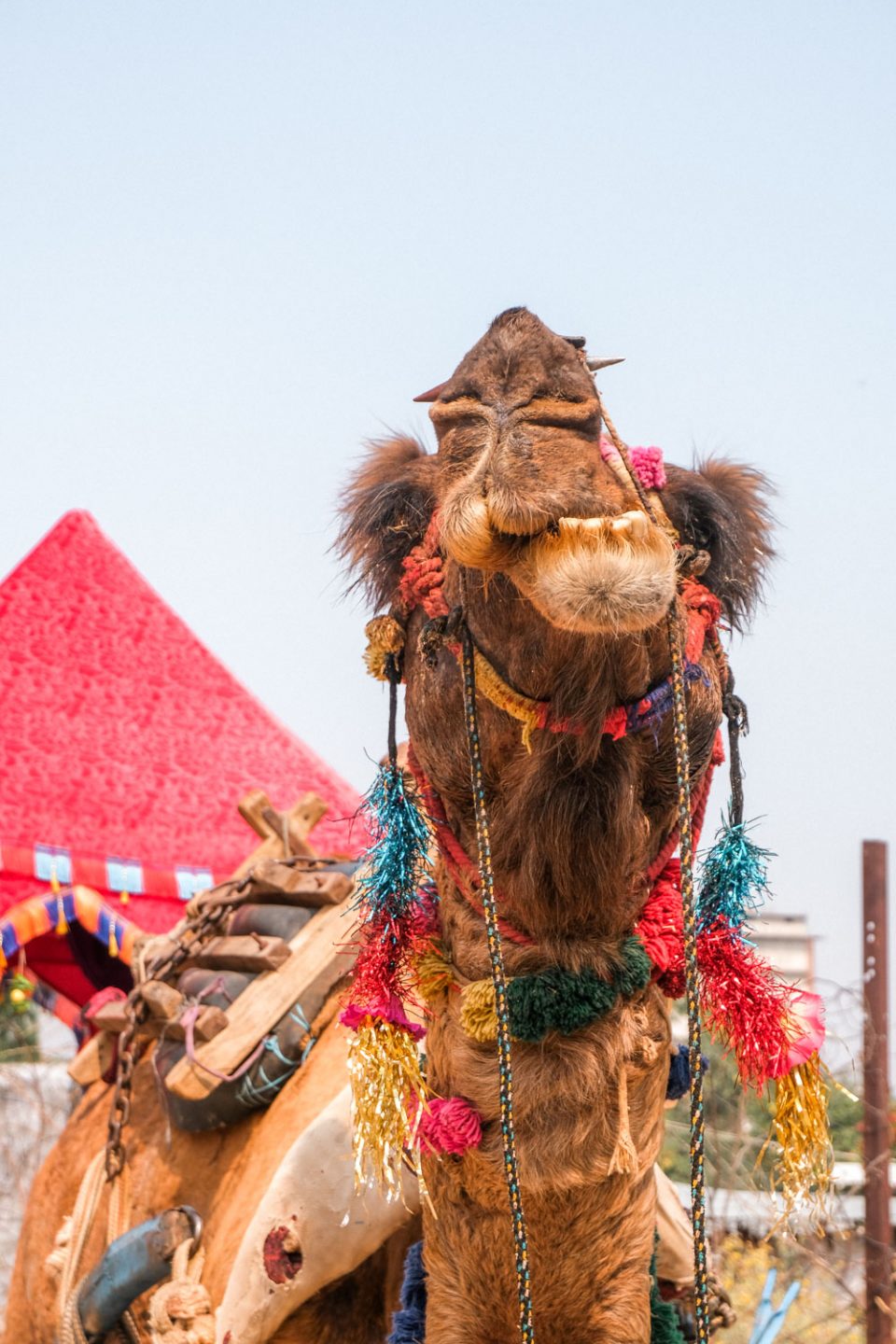 Kamele auf der Pushkar Camel Fair in Rajasthan
