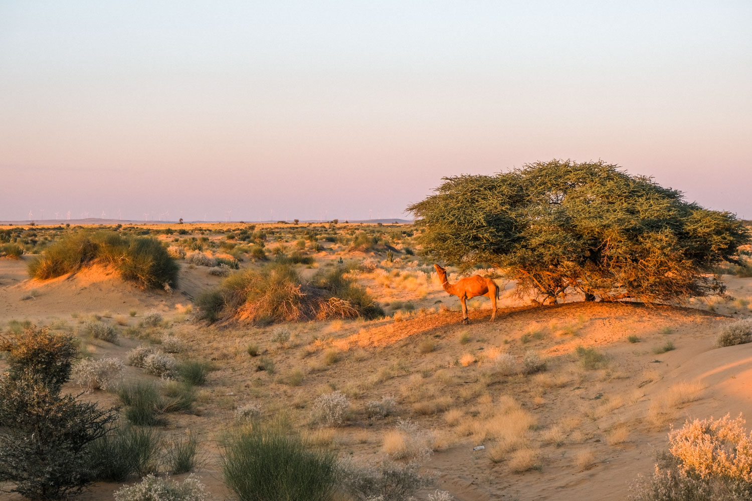 Kamelritt durch die Thar-Wüste bei Jaisalmer