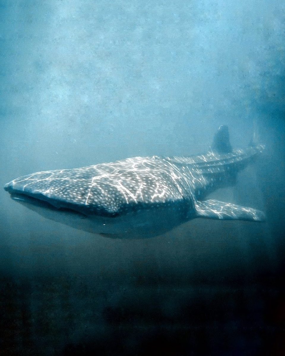 Walhai vor Isla Holbox